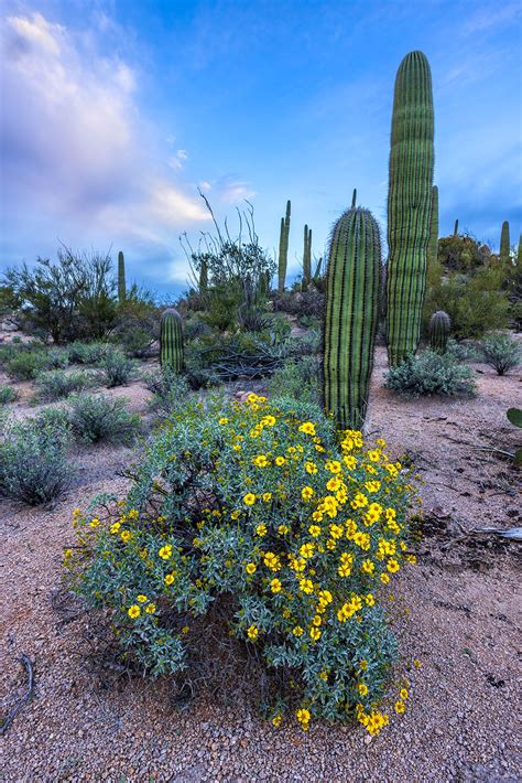 Desert Bloom Color Palette