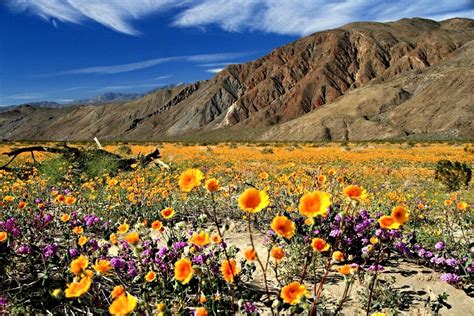 Desert Bloom Colors