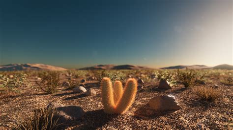 Desert Inspiration