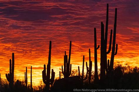 Desert Sunset Colors