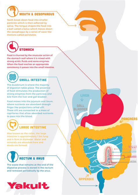 Digestive Health