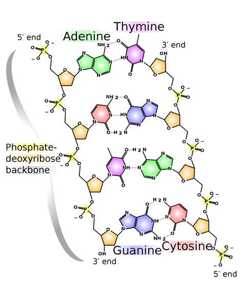 DNA structure