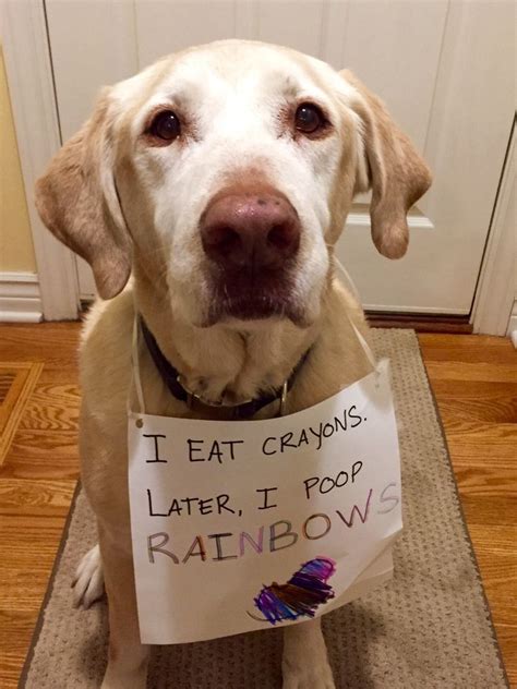 Dog Eating Crayons