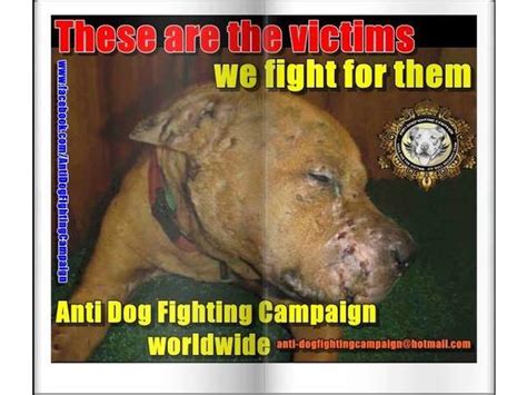 Dog fighting laws