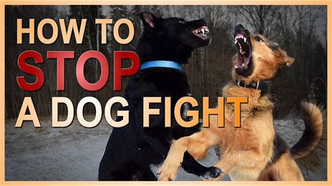 Dog Fighting Prevention