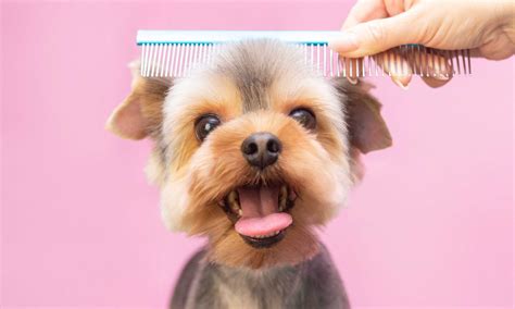 Dog Grooming