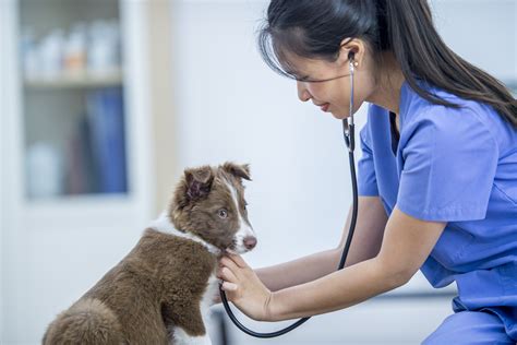 Dog Health