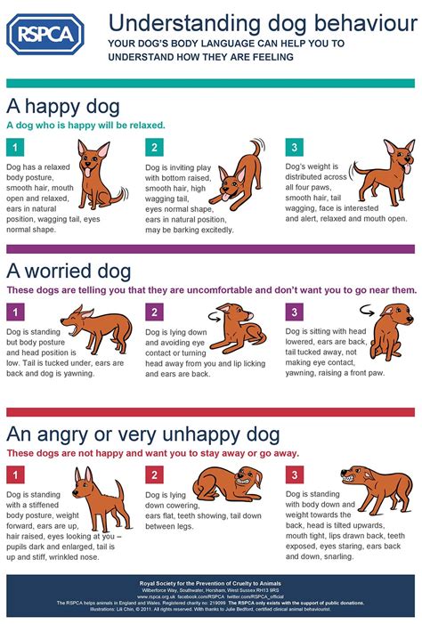 Dog Learning Behavior