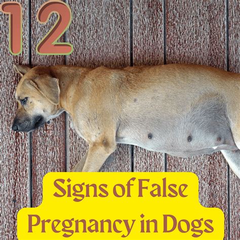 Dog Pregnancy Introduction