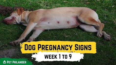 Description of Dog Pregnancy Health