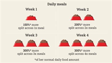 Description of Dog Pregnancy Nutrition