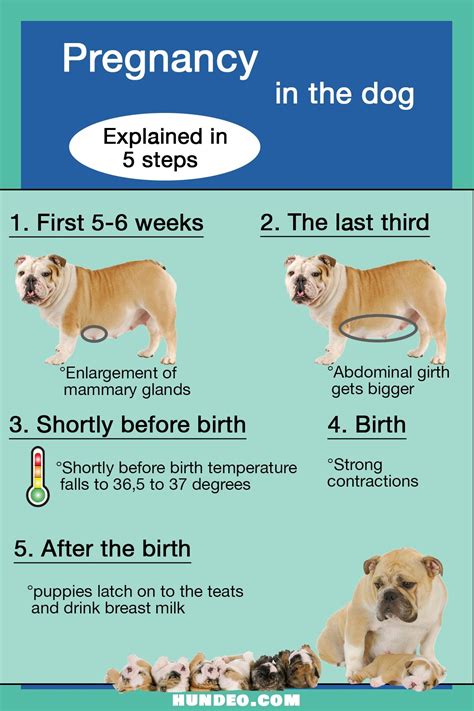 Description of Dog Pregnancy Stages