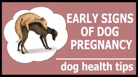 Description of Dog Pregnancy Symptoms