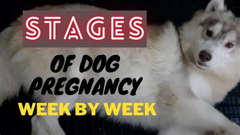 Description of Dog Pregnancy Weaning