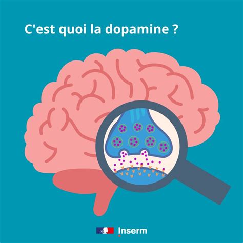 The role of dopamine in the brain