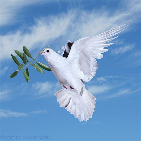 Dove of Peace