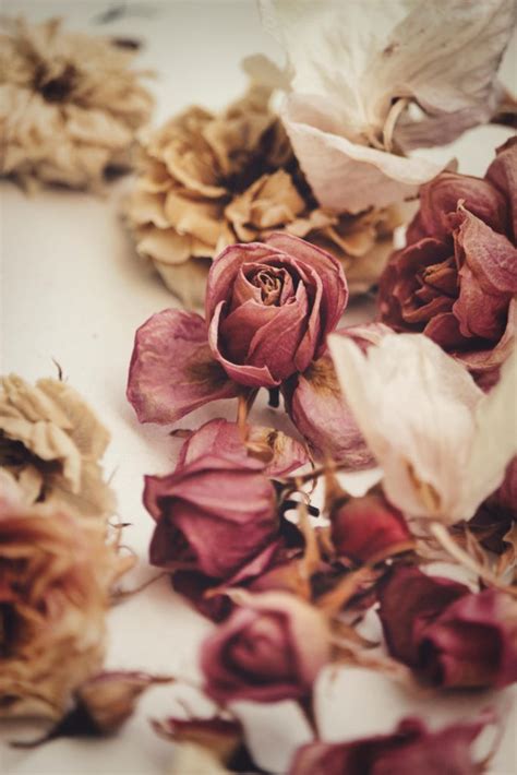 Dried rose color palette