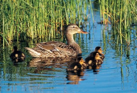 Ducks in their natural habitat