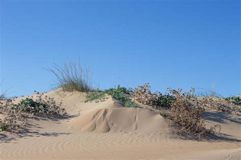 Dunas Conservation