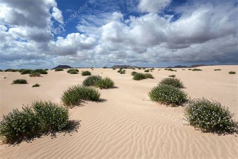 Dunas Vegetation