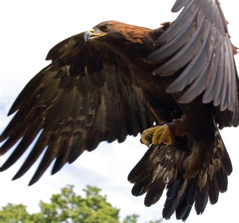 Eagle in flight drawing 5