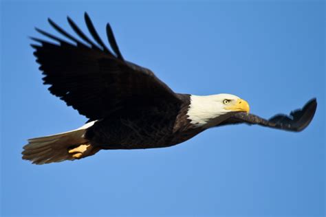 Eagle in flight drawing 6