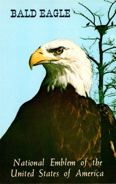 Eagle National Emblem