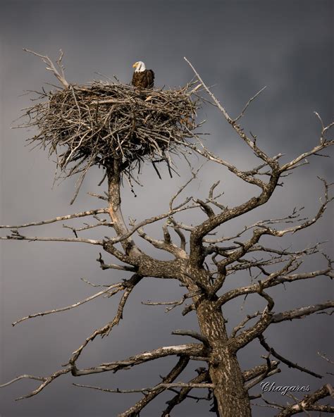 Eagle Nest with Eggs