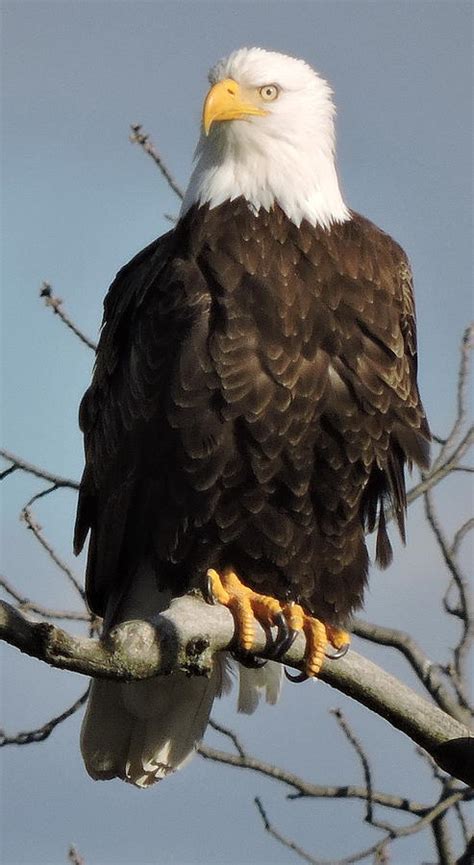 Eagle Perched on Branch