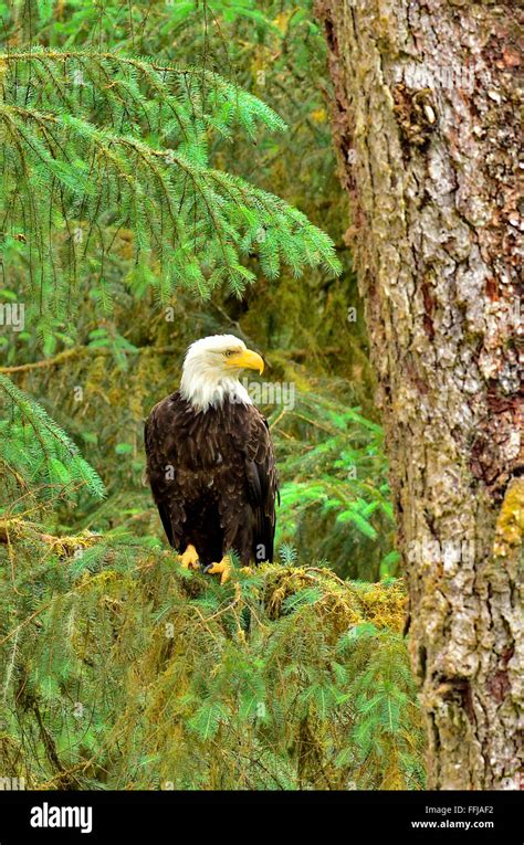 Eagle Perched on Tree