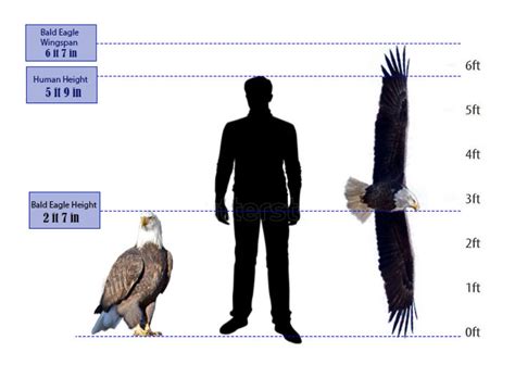 Eagle proportions diagram