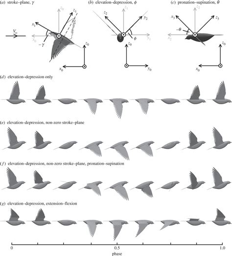 Eagle wing movement illustration