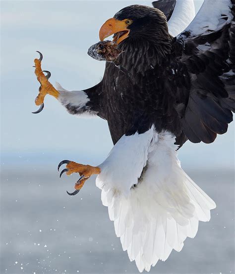 Eagle with Prey in Beak