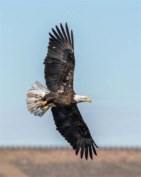 Eagle with Spread Wings