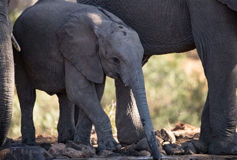 Elephant Habitat Protection