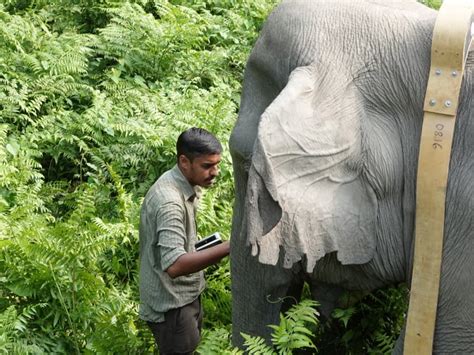 Elephant Human Wildlife Conflict Mitigation