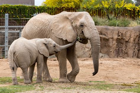 Elephant in zoo