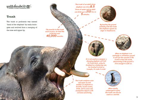 Elephant Research and Education