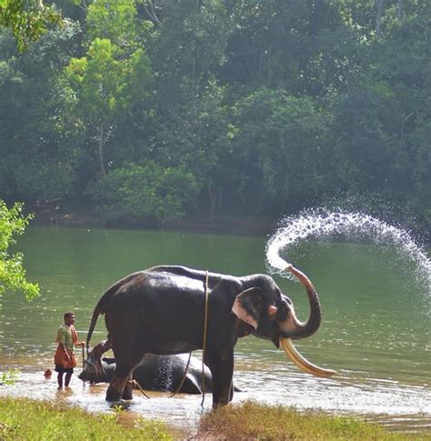 Elephant Sanctuary and Rehabilitation