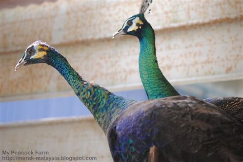 Peacock feathers in emerald green color