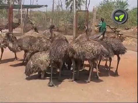 Description of Emu Farm Management