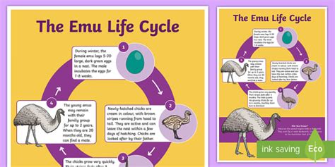 Emu Life Cycle Management