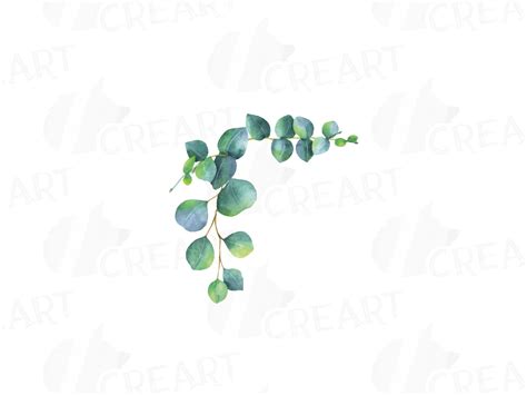 Eucalyptus Design