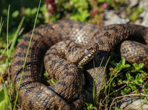 European viper in a grassy meadow