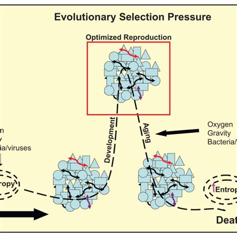 evolutionary pressures