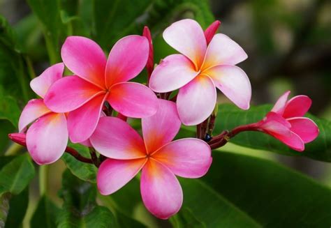 Exotic Flower Pink Color