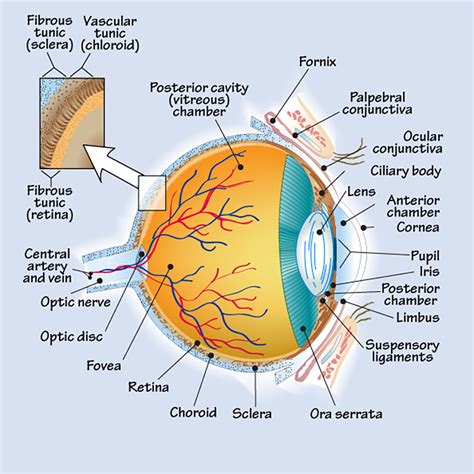 Understanding the Anatomy of the Eye