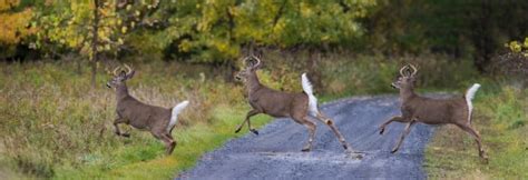 Factors Influencing Deer Movement