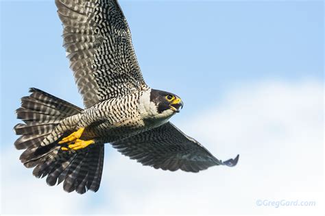 Falcon in flight