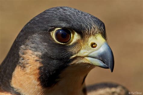 Falcon pictures